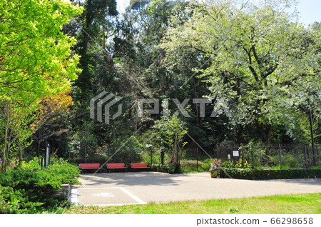 橫濱市Matano Bettei花園,北入口有新鮮的綠色植物和櫻花 橫濱市Matano Bettei花園,北入口有新鮮的綠色植物和櫻花 66298658