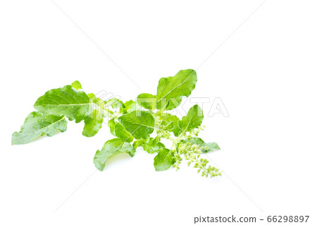 Fresh holy basil with water droplets isolate on 66298897