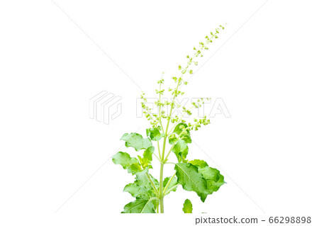 Fresh holy basil with water droplets isolate on Fresh holy basil with water droplets isolate on 66298898