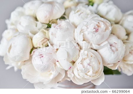 White Odile peonies in a metal vase. Beautiful peony flower for catalog or online store. Floral shop concept . Beautiful fresh cut bouquet. Flowers delivery. Copy space White Odile peonies in a metal vase. Beautiful peony flower for catalog or online store. Floral shop concept . Beautiful fresh cut bouquet. Flowers delivery. Copy space 66299064