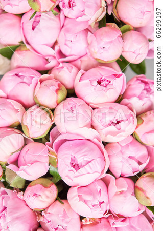 Floral carpet or Wallpaper. Background of pink and white peonies. Morning light in the room. Beautiful peony flower for catalog or online store. Floral shop and delivery concept . 66299197