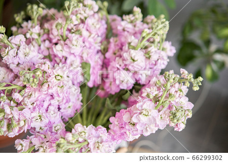 Bouquet of Beautiful lilac mattiola. Spring flowers in vase on wooden table. Flowers delivery. Bouquet of Beautiful lilac mattiola. Spring flowers in vase on wooden table. Flowers delivery. 66299302