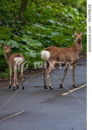 June Biei Ezo Deer June Biei Ezo Deer 66299626