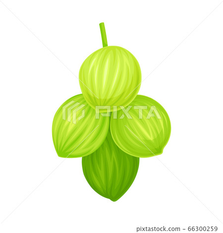 Bunch of Green Coconuts Hanging on Palm Tree Vector Illustration 66300259