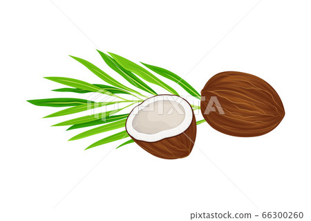 Whole and Halved Coconut with Hard Shell and Fibrous Husk Showing White Inner Flesh and Palm Leaf Vector Illustration 66300260