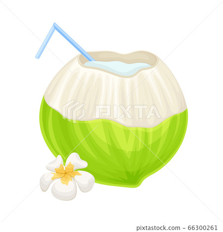 Subtropical Coconut Cocktail in Green Coconut Shell with Straw and Plumeria Flower Vector Illustration Subtropical Coconut Cocktail in Green Coconut Shell with Straw and Plumeria Flower Vector Illustration 66300261
