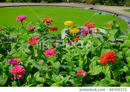 Lake Tsukui Shiroyama Park Zinnia and lawn open space 66300315