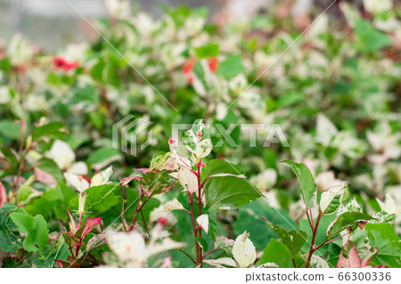 Chinese rose tree Chinese rose tree 66300336