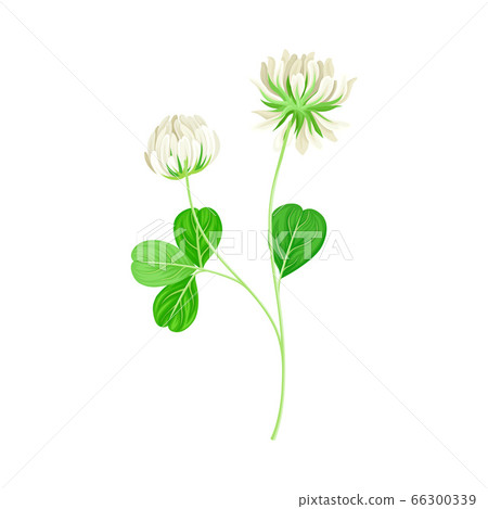 Clover or Trefoil with Dense Spike of White Flower and Trifoliate Leaves Vector Illustration 66300339