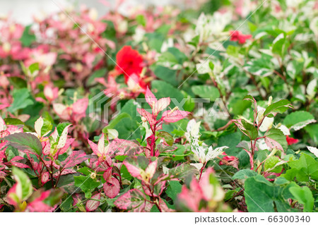 Chinese rose tree Chinese rose tree 66300340