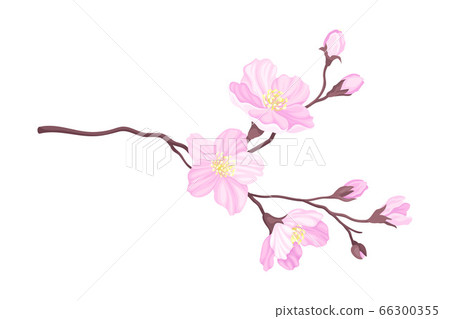 Tender Cherry Blossom Twig as Fragrant Seasonal Foliage with Pink Flowers Vector Illustration Tender Cherry Blossom Twig as Fragrant Seasonal Foliage with Pink Flowers Vector Illustration 66300355