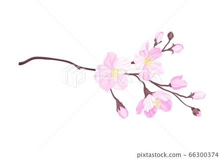 Blooming Cherry Branch with Tender Pink Flower... - Stock Illustration ...