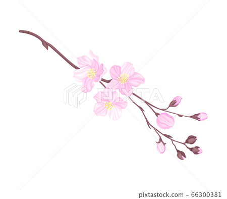 Blooming Cherry Branch with Tender Pink Flower... - Stock Illustration ...