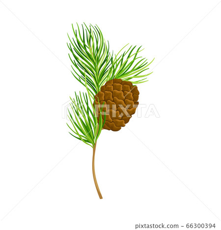 Green Branch of Cedar with Needle-like Leaves and Barrel-shaped Brown Seed Cones Vector Illustration 66300394