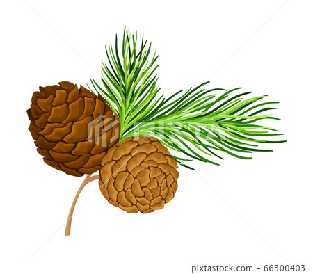 Green Branch of Cedar with Needle-like Leaves and Barrel-shaped Brown Seed Cones Vector Illustration Green Branch of Cedar with Needle-like Leaves and Barrel-shaped Brown Seed Cones Vector Illustration 66300403