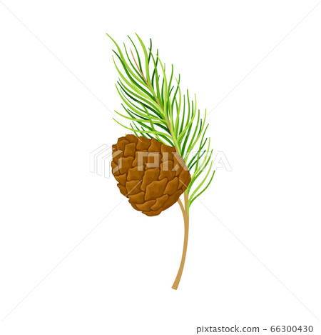 Cedar Branch with Evergreen Needle-like Leaves and Barrel-shaped Brown Seed Cones Vector Illustration Cedar Branch with Evergreen Needle-like Leaves and Barrel-shaped Brown Seed Cones Vector Illustration 66300430