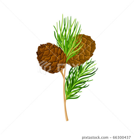 Green Branch of Cedar with Needle-like Leaves and Barrel-shaped Brown Seed Cones Vector Illustration Green Branch of Cedar with Needle-like Leaves and Barrel-shaped Brown Seed Cones Vector Illustration 66300437