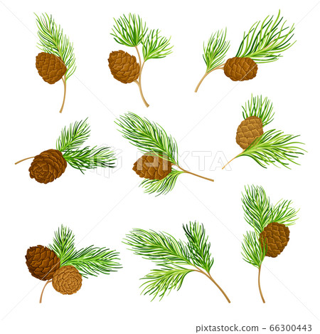 Cedar Branch with Evergreen Needle-like Leaves and Barrel-shaped Brown Seed Cones Vector Set 66300443