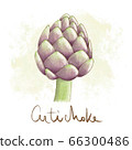 Fresh green artichoke stem isolated icon. Spring 66300486