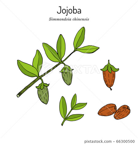 Jojoba Simmondsia chinensis or wild hazel, branch with fruits Jojoba Simmondsia chinensis or wild hazel, branch with fruits 66300500