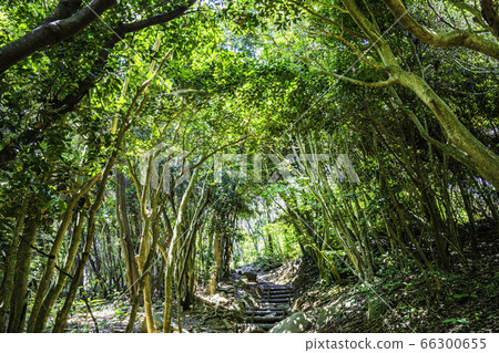 陽光照耀著福岡縣池島市赤田屋大門公園的森林隧道 66300655