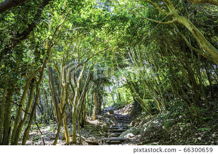 Forest tunnel where sunlight shines through Ikeshima City, Fukuoka Prefecture Daimon Park in Akutaya Forest tunnel where sunlight shines through Ikeshima City, Fukuoka Prefecture Daimon Park in Akutaya 66300659