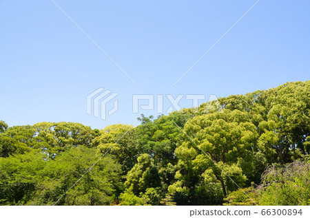 鶴見綠地公園（大阪）的樹木和藍天 66300894