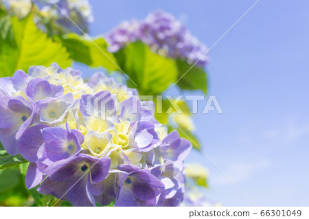 八仙花屬和藍天 66301049