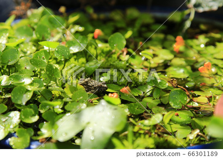 雨後的青蛙 66301189