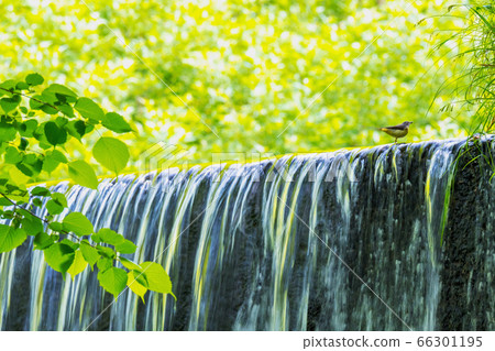 Oyama Kitanizawa mountain stream fresh green, clear stream, eco image Oyama Kitanizawa mountain stream fresh green, clear stream, eco image 66301195