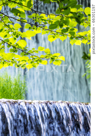 大山北谷澤山間溪流清新綠色溪流生態圖像 66301197