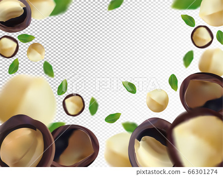 Macadamia nuts background. Flying macadamia with green leaf on transparent background. 3D realistic nuts. Macadamia falling from different angles. Vector illustration 66301274