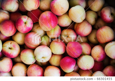 Red and yellow apricot background, top view, close Red and yellow apricot background, top view, close 66301455