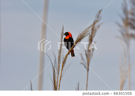 Male Red Bishop Weaver Bird (Euplectes orix) Male Red Bishop Weaver Bird (Euplectes orix) 66301508
