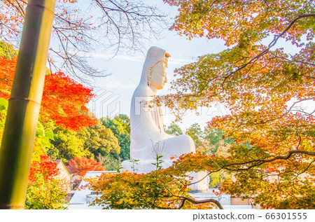 《京都府》白大衣觀音和秋葉 《京都府》白大衣觀音和秋葉 66301555
