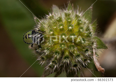 Shieldbug are sitting on a green hairy flower. 66301573