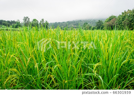 Rice fields, mountains and fog background Rice fields, mountains and fog background 66301939