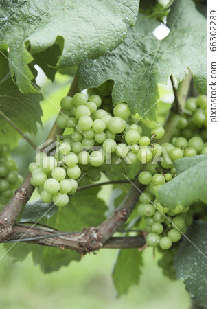 Japanese Cabernet Sauvignon Field 66302289