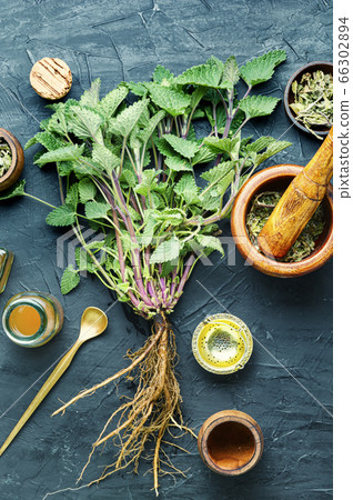 Melissa or lemon balm 66302894