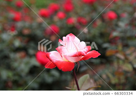 rose rose 66303334