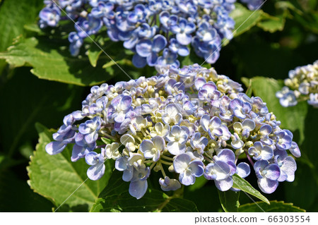 Uzuyasai(渦旋繡球花) Uzuyasai(渦旋繡球花) 66303554