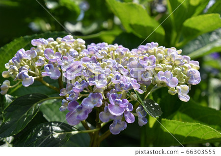 Uzuyasai (eddy hydrangea) 66303555