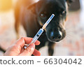 Vaccine Rabies Bottle and Syringe Needle Hypodermic Injection,Immunization rabies and Dog Animal Diseases,Medical Concept with Dog blurred Background.Selective Focus Vaccine vial  66304042