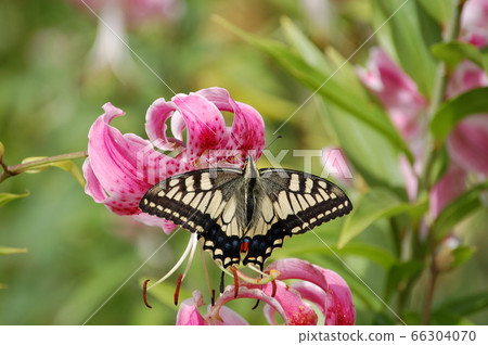 Papilio machaon on Lilium speciosum 66304070