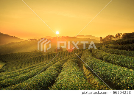 Sunrise view of tea plantation landscape at 101 Sunrise view of tea plantation landscape at 101 66304238