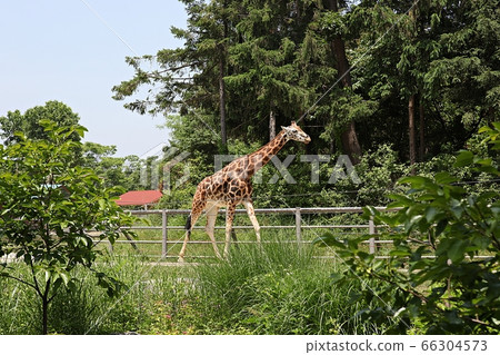 giraffe giraffe 66304573