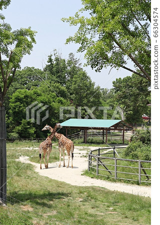 giraffe giraffe 66304574