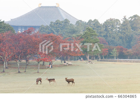 Autumn Nara Park and deer (early morning) 66304865