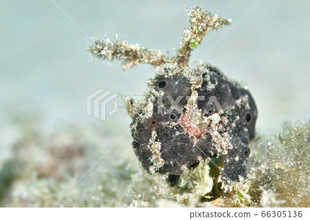 Frogfish 66305136