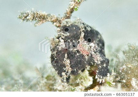 Frogfish 66305137